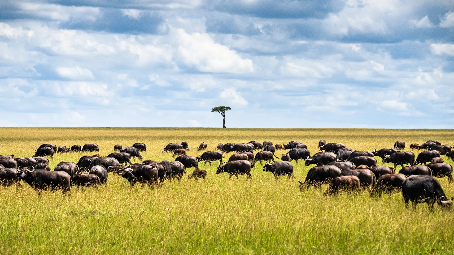 Maasai Mara National Reserve