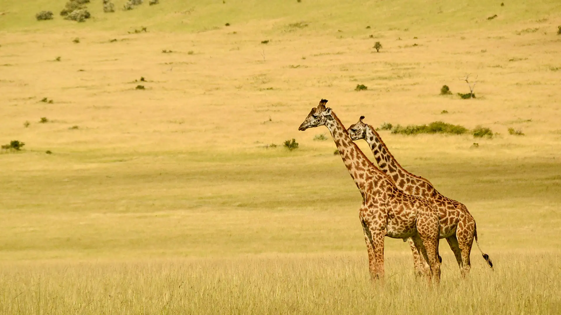 Maasai Mara National Reserve