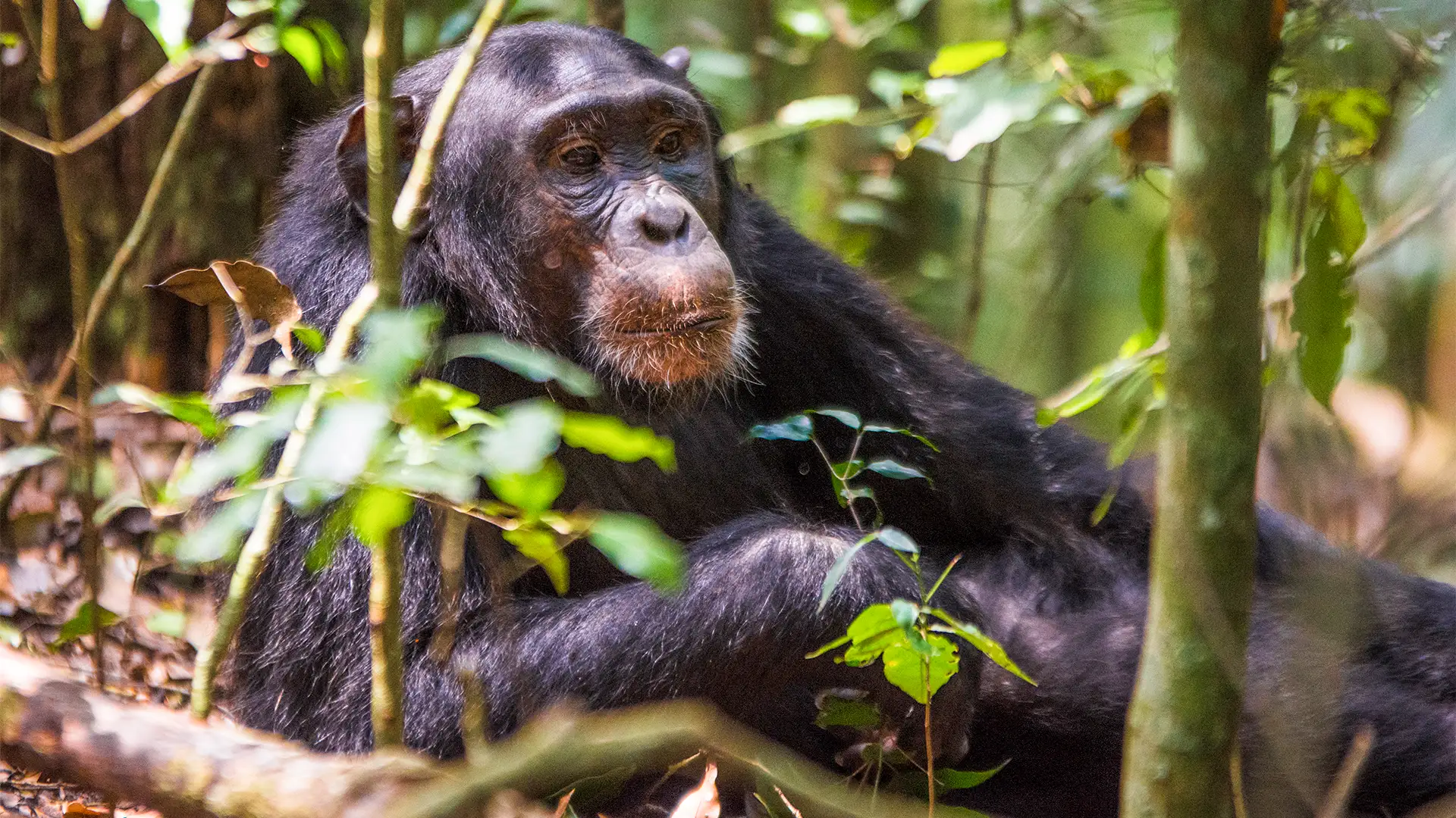 Kibale National Park
