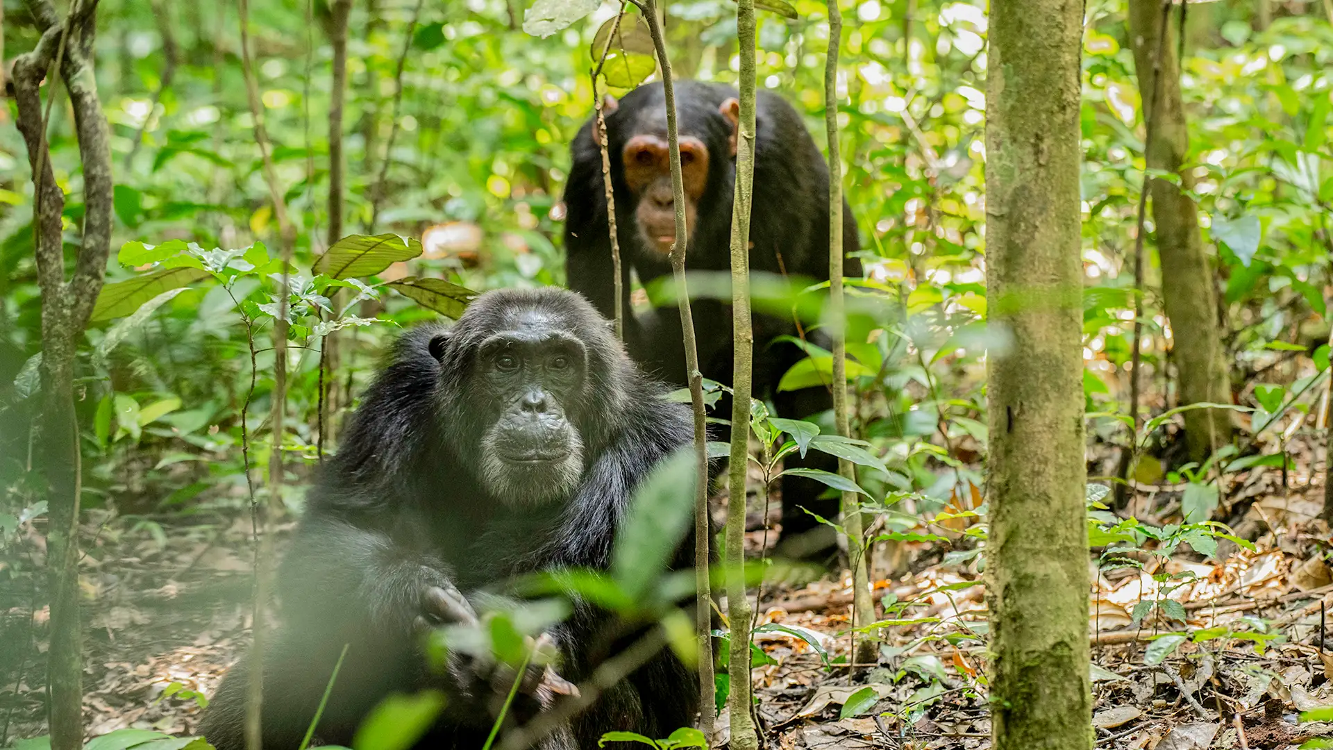 Kibale National Park
