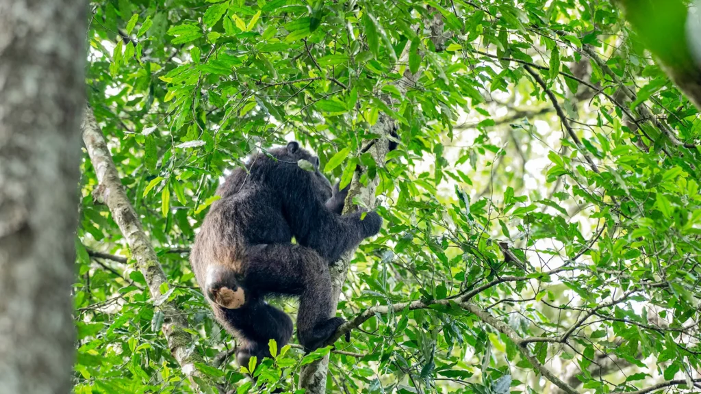 Kibale National Park