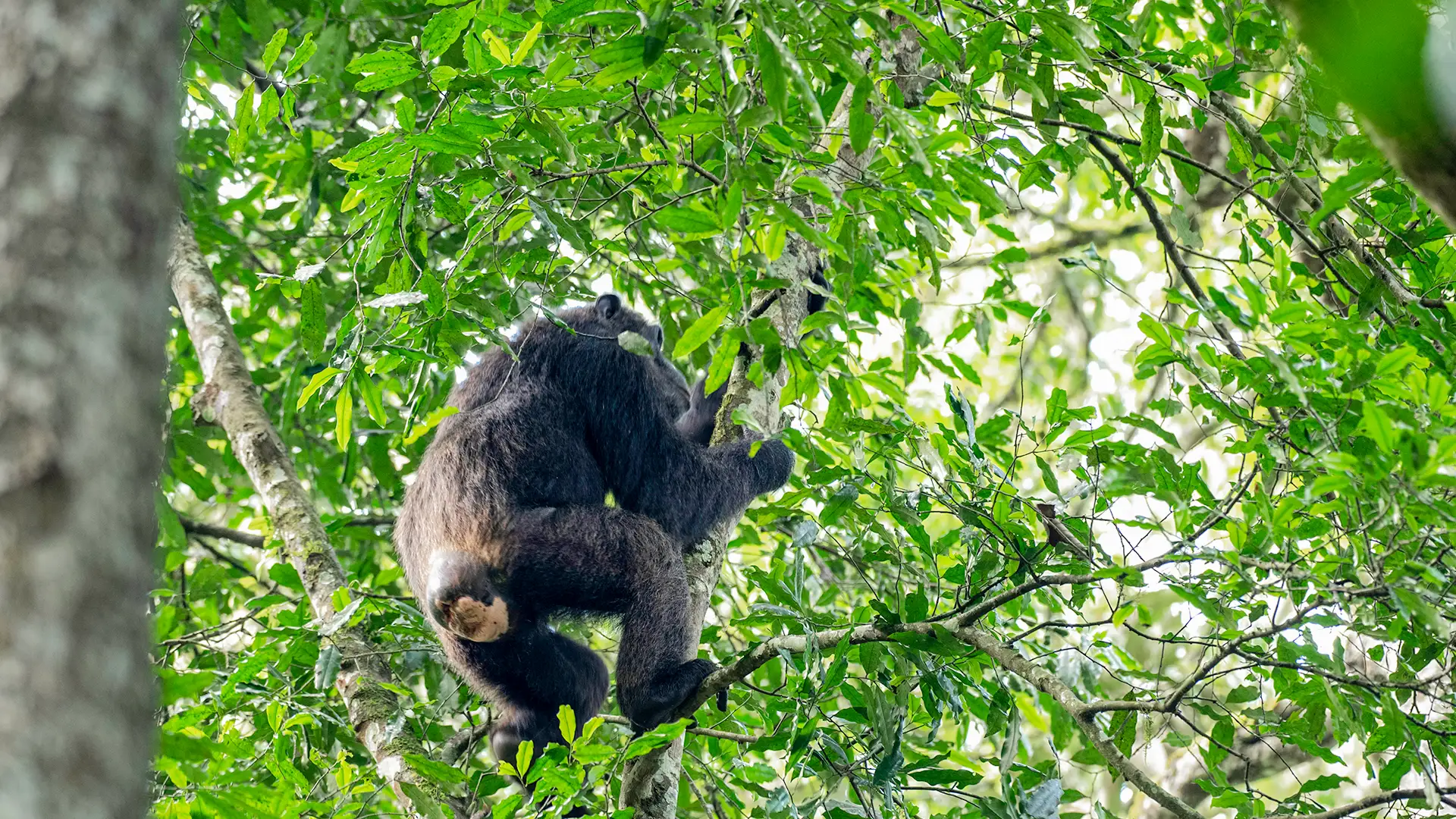 Kibale National Park