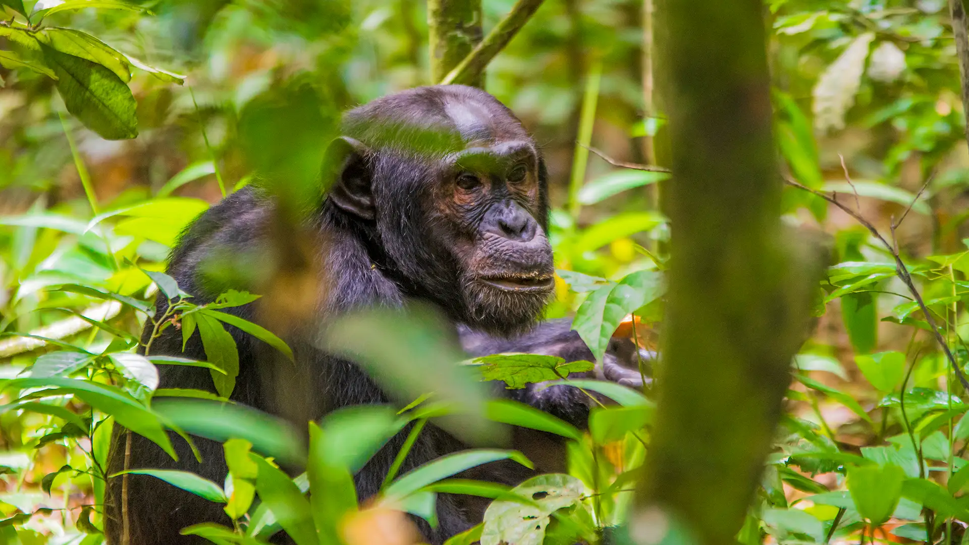 Kibale National Park