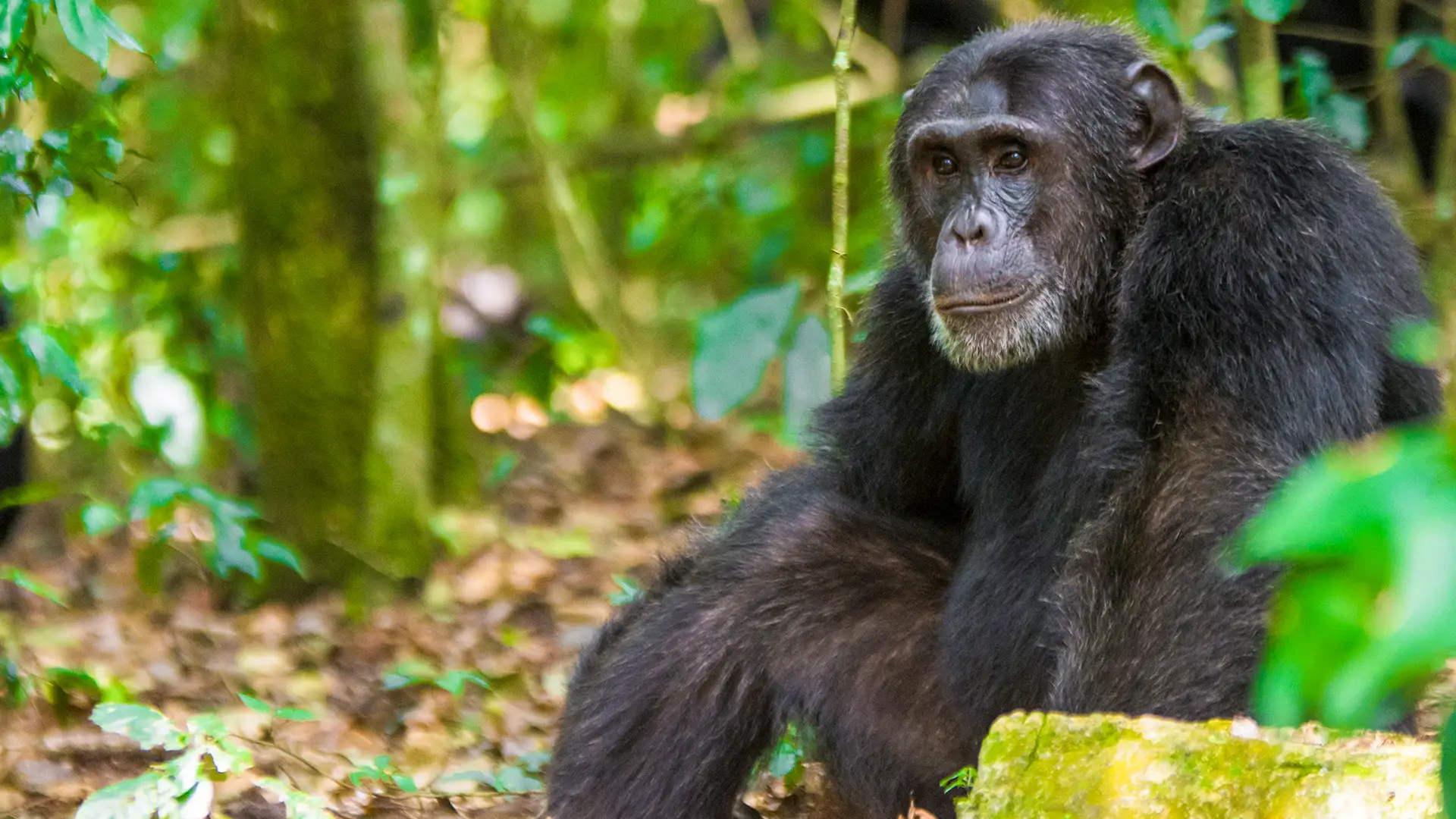 explore africa adventures_Kibale National Park