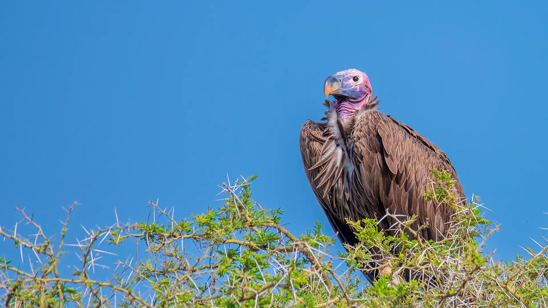 Kidepo Valley National Park