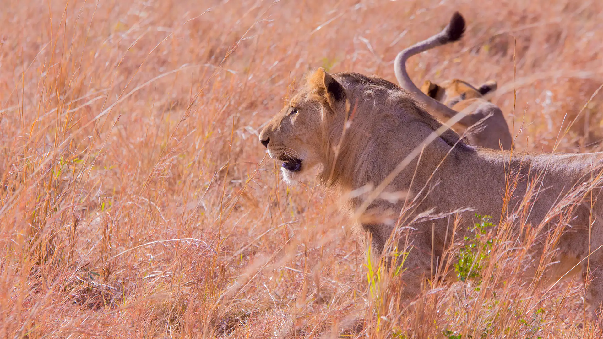 Kidepo Valley National Park