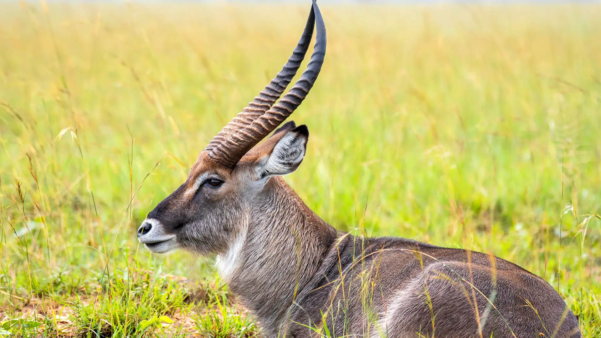 Kidepo Valley National Park
