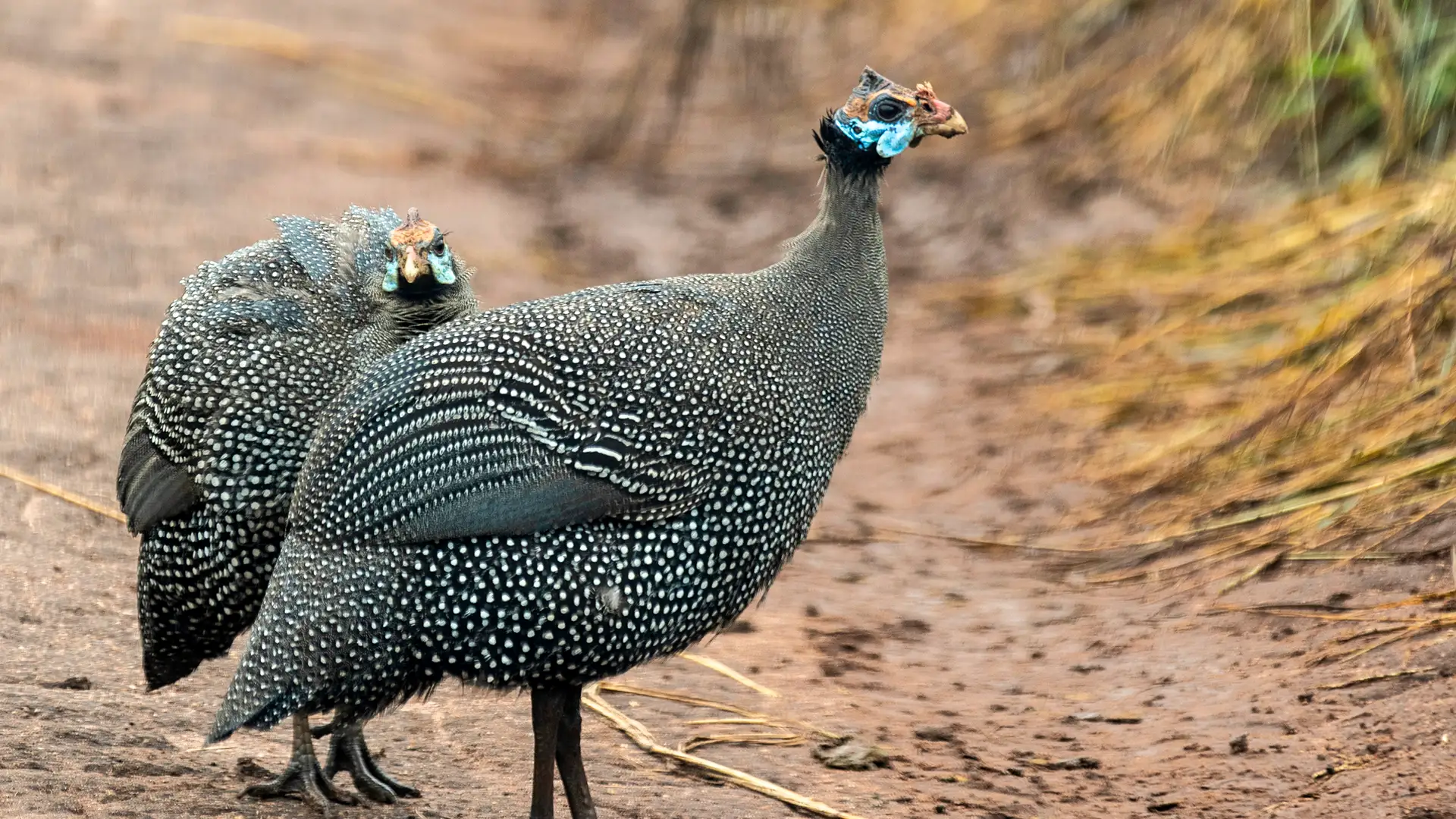 Kidepo Valley National Park