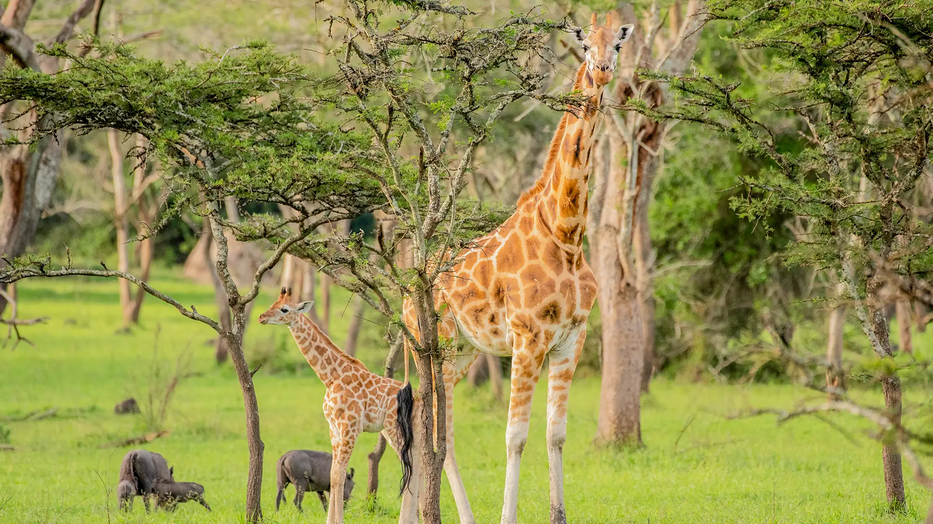 Lake Mburo National Park