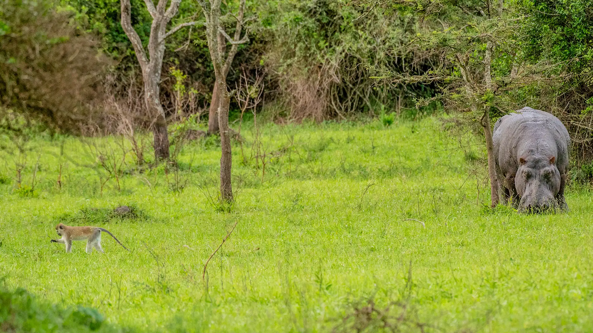 Lake Mburo National Park