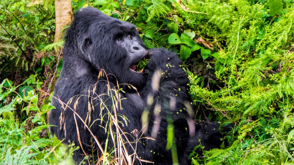 Mgahinga Gorilla National Park