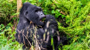 Mgahinga Gorilla National Park