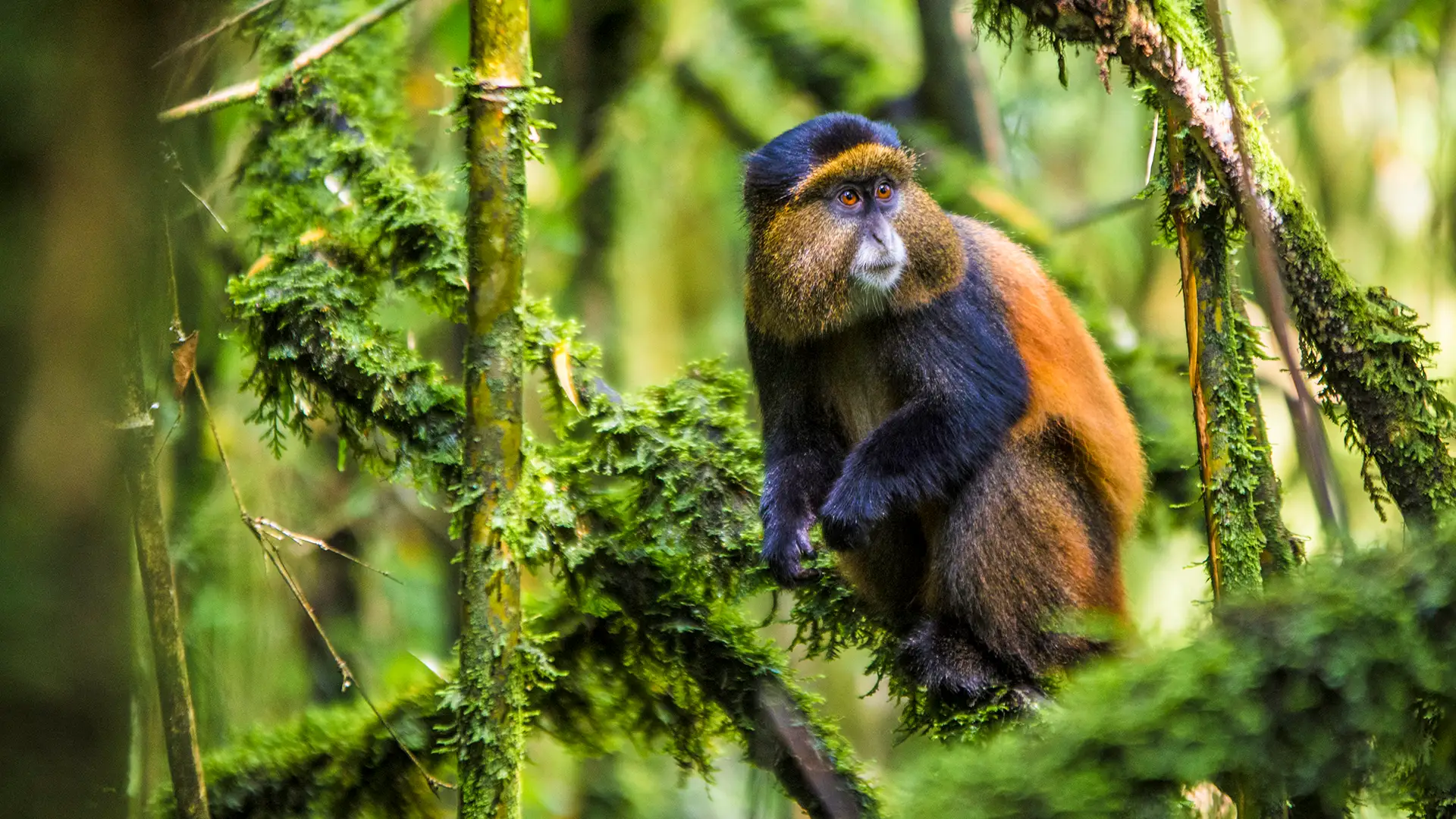 Mgahinga Gorilla National Park