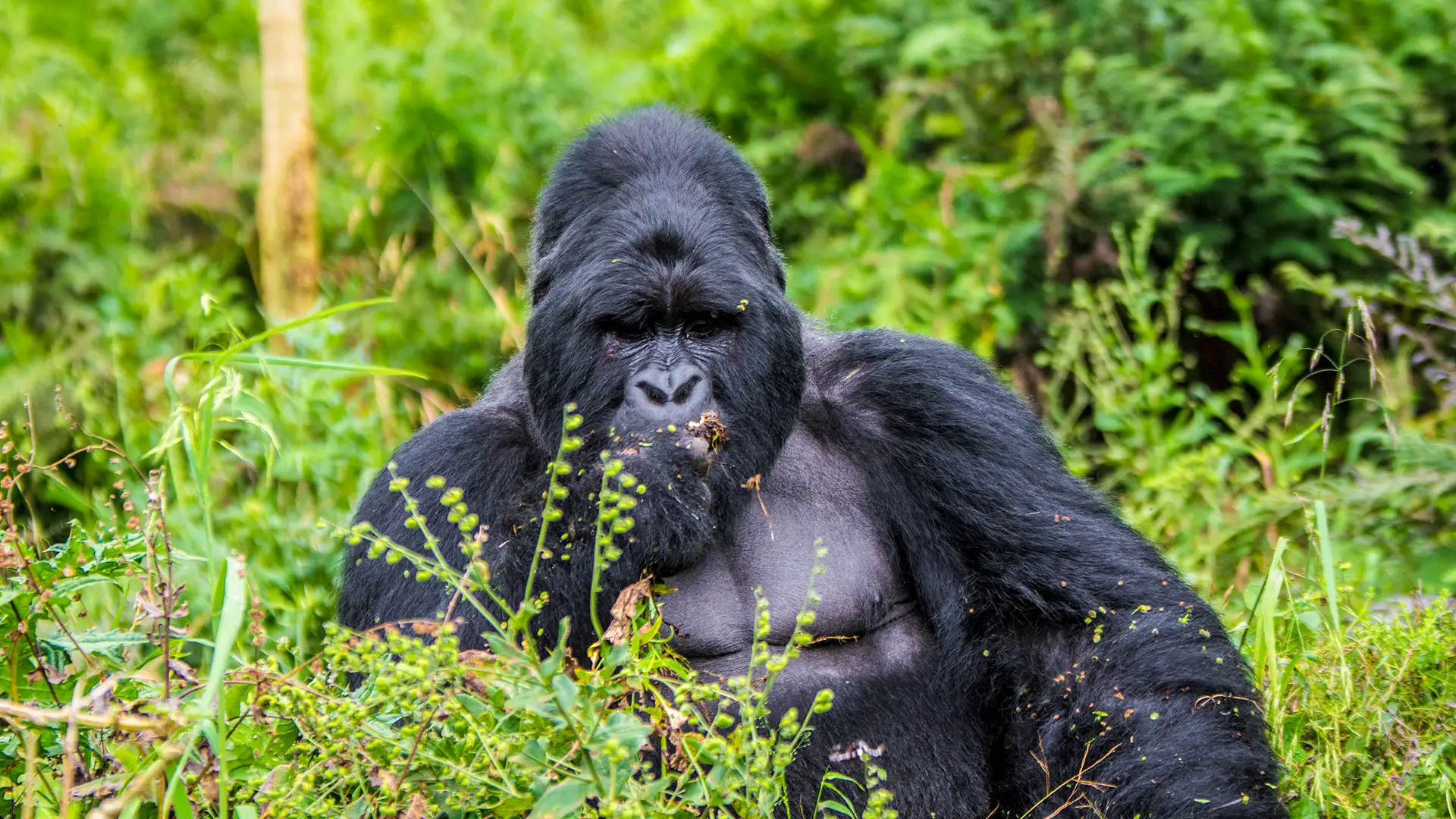explore africa adventures_Mgahinga Gorilla National Park.3