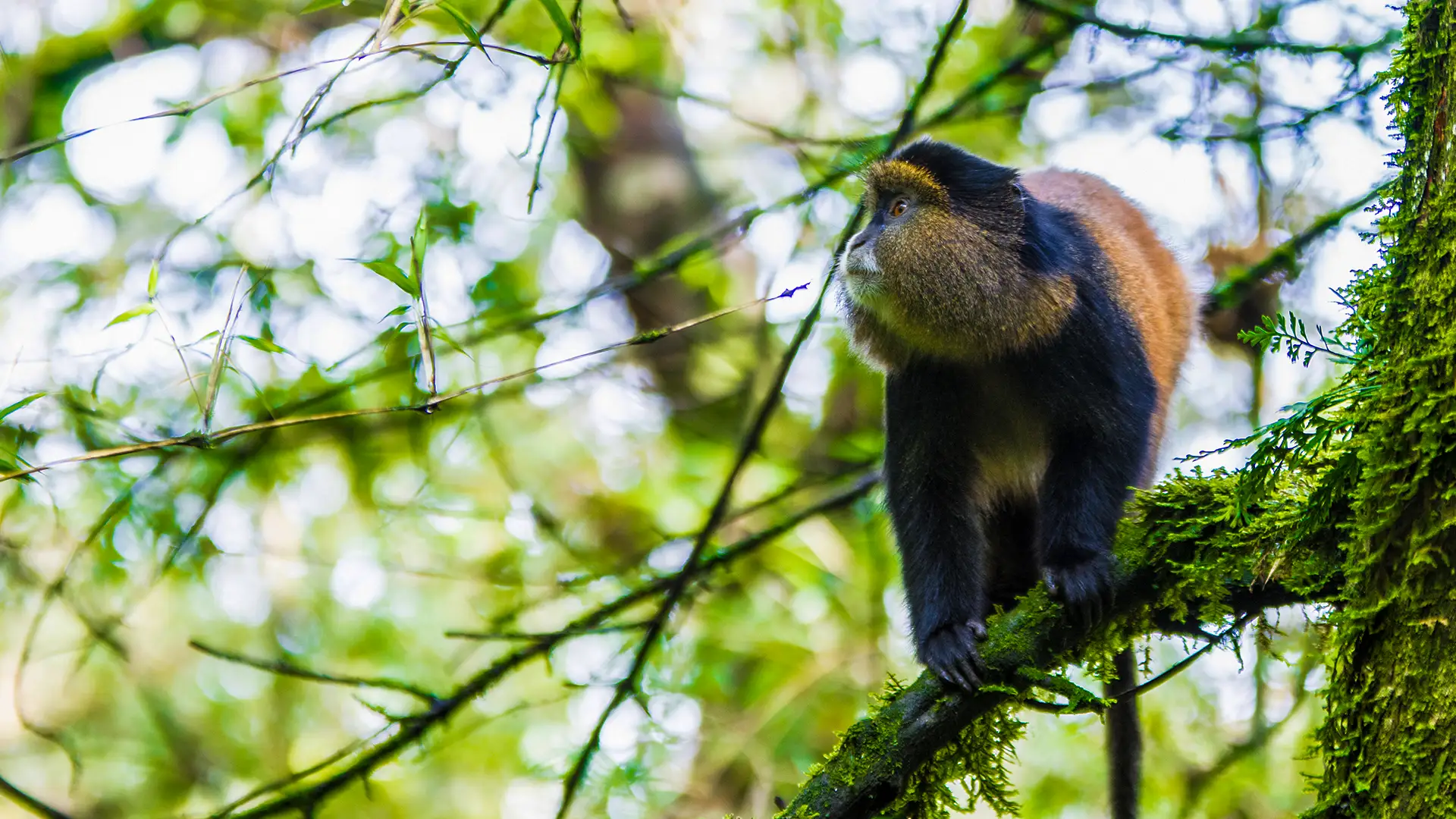 Mgahinga Gorilla National Park