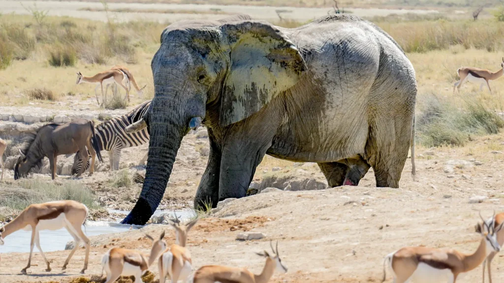 Namibia Desert Safari
